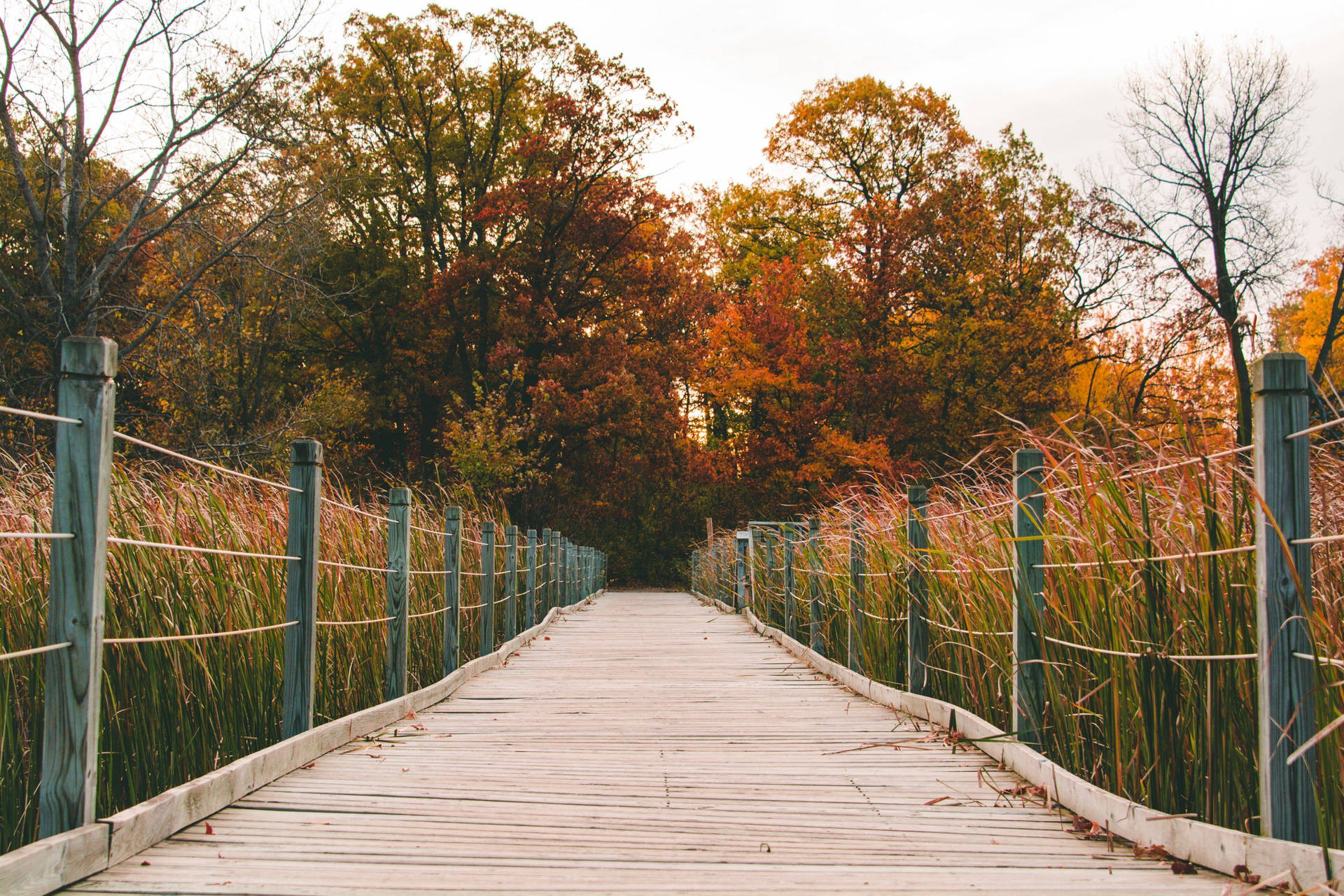 Outdoor Wood Bridge Background