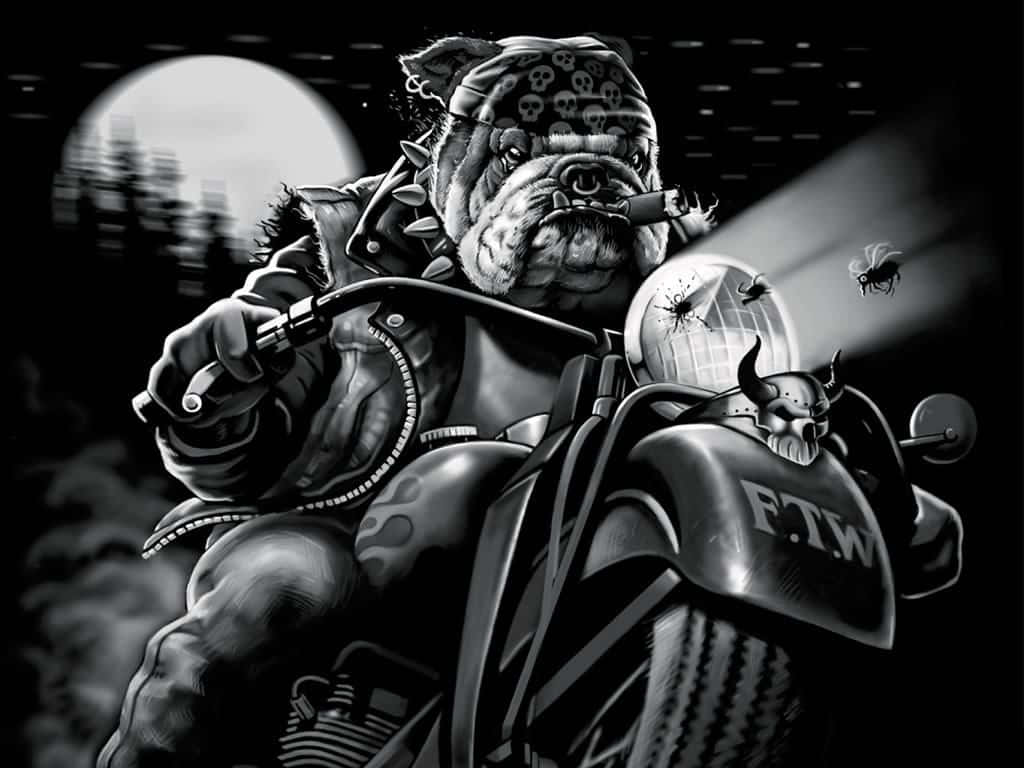 Outlaw Dog Motorcycle Night Background