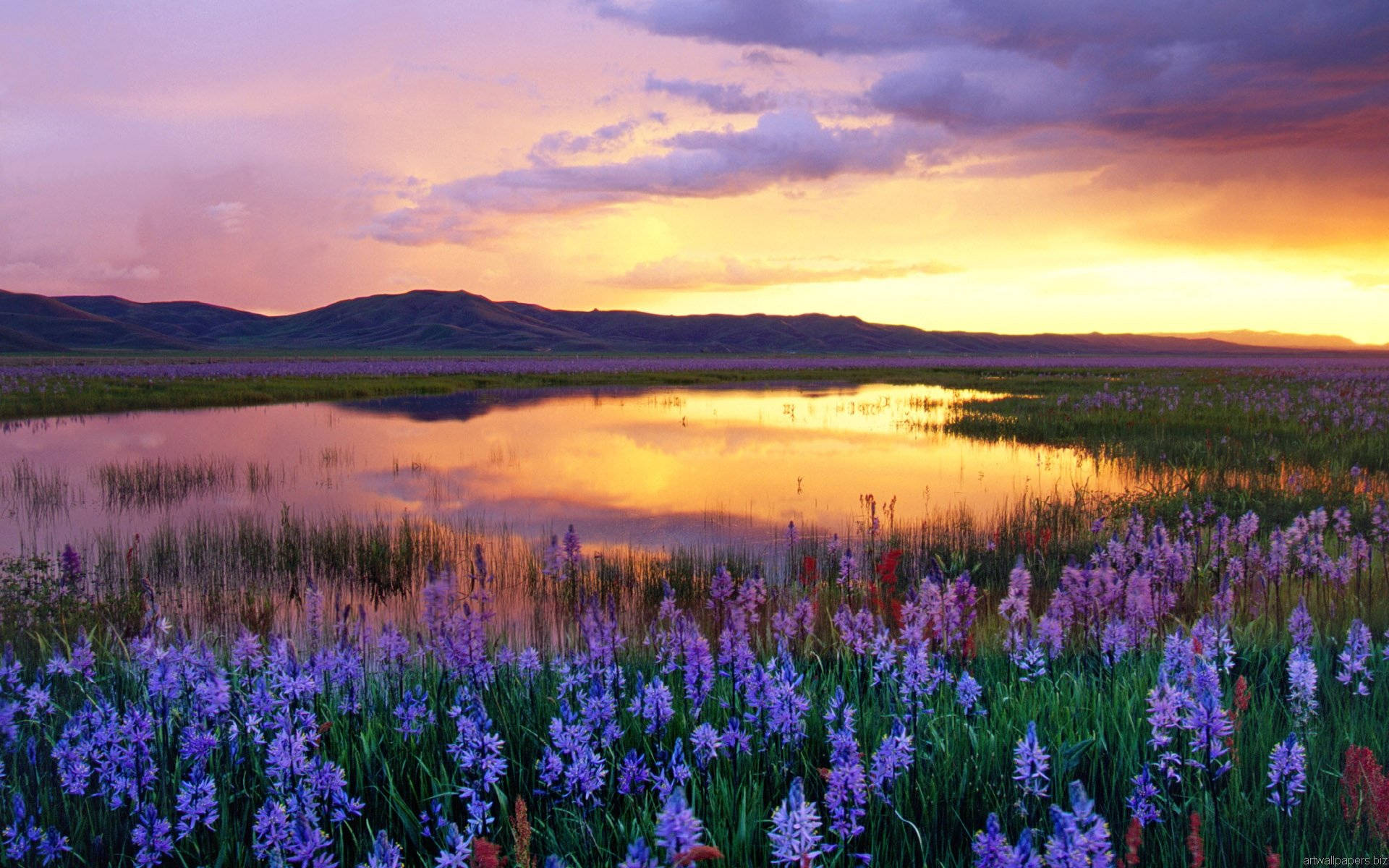 Outlook Of Magnificent Sunset And Purple Flowers Background