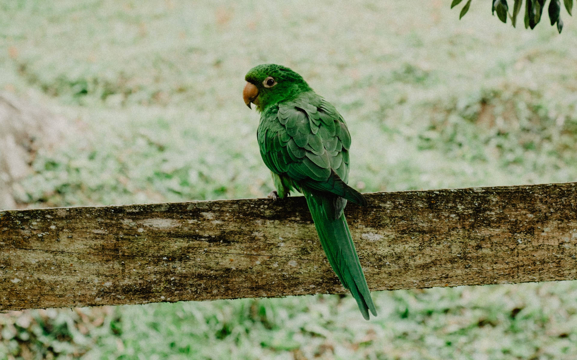 Over Shoulder Green Parrot Hd