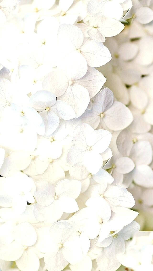 Overexposed White Flower Spread For Iphone Background