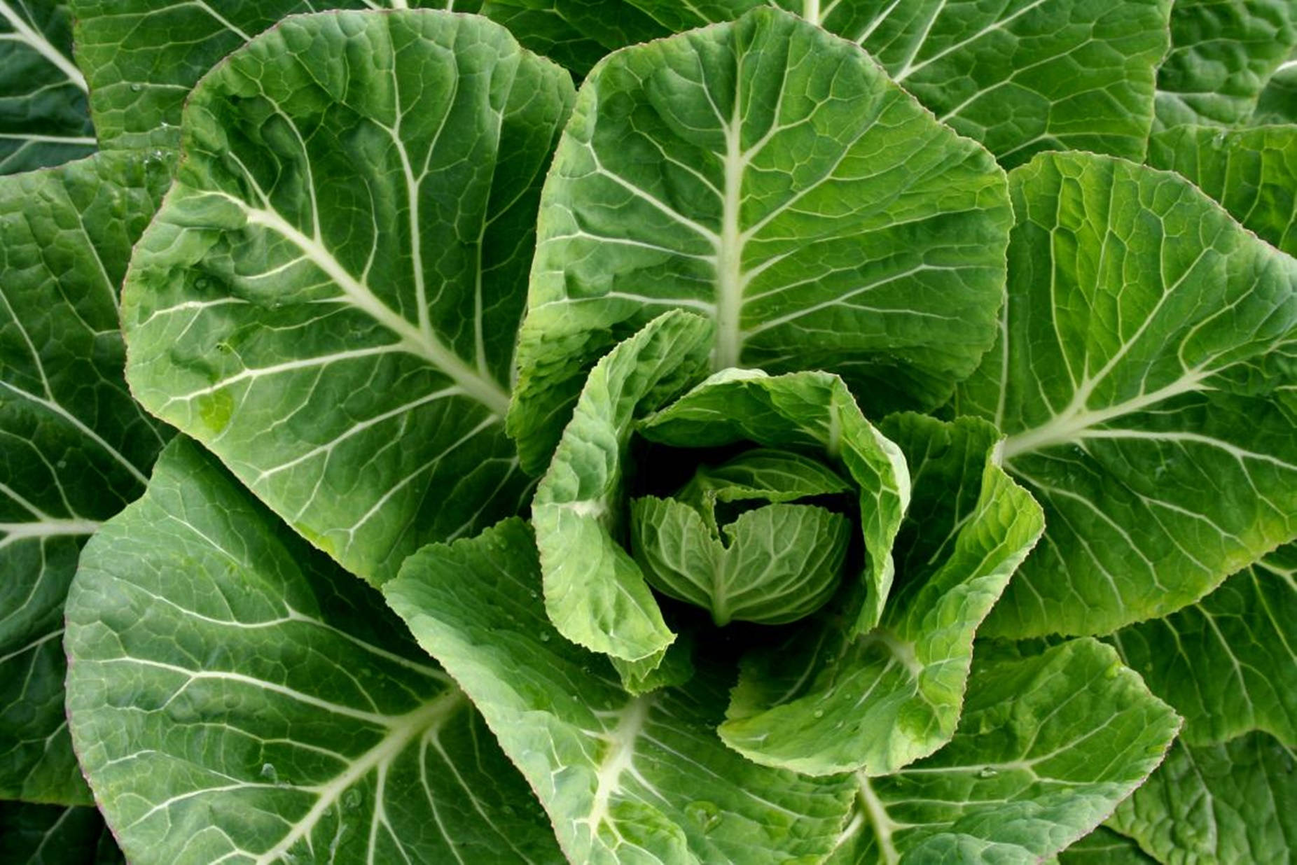 Overhead Shot Of Fresh Collard Greens Background