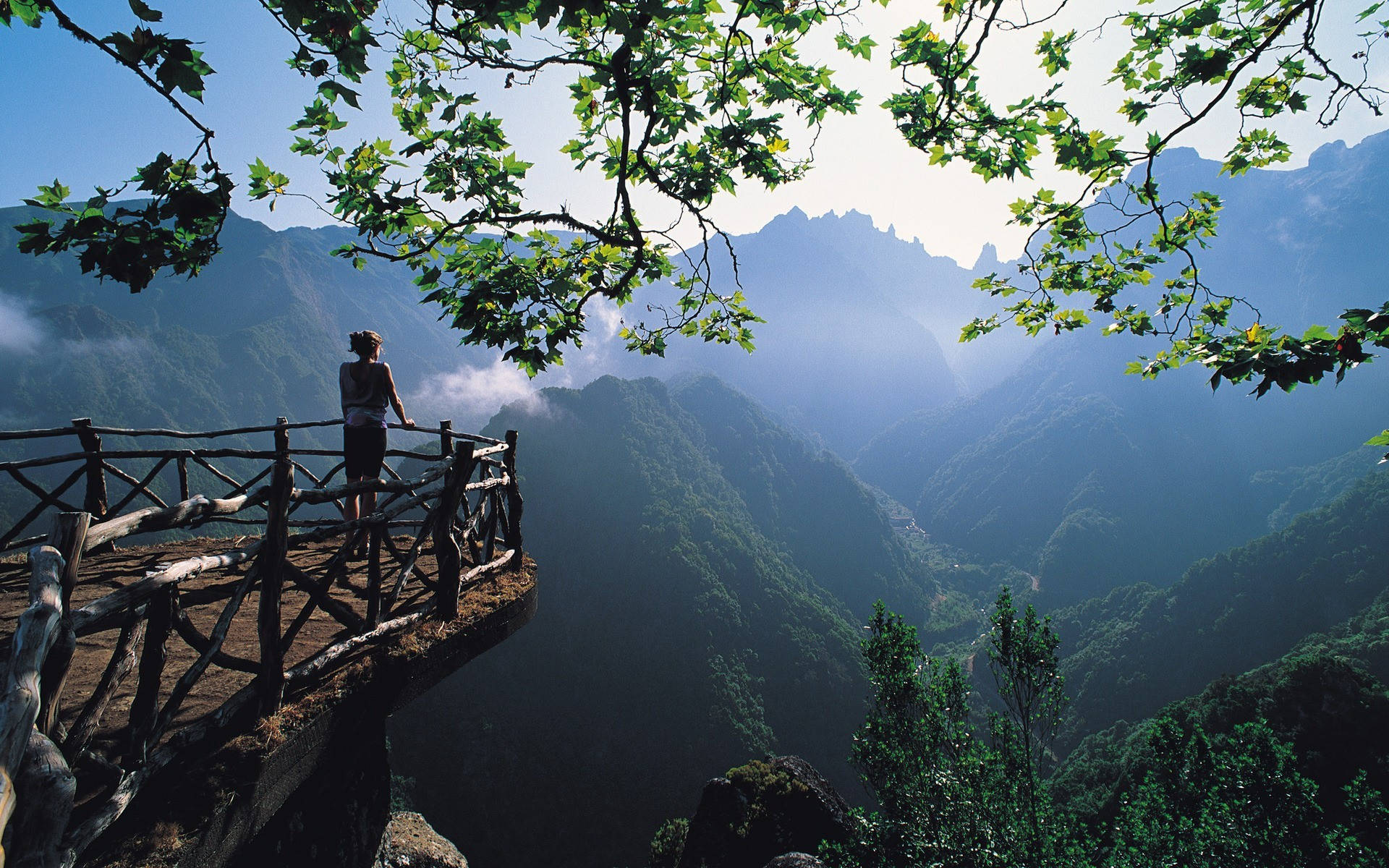 Overlooking Forest Background Background