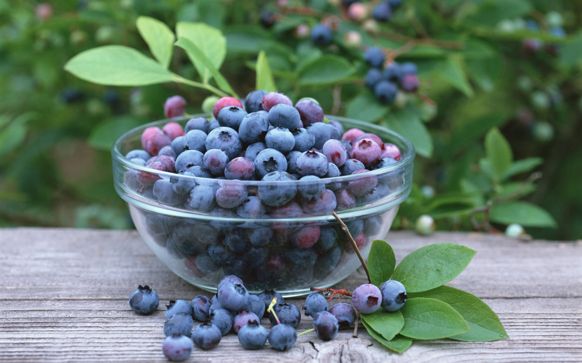 Overripe Blueberries On Bowl Background