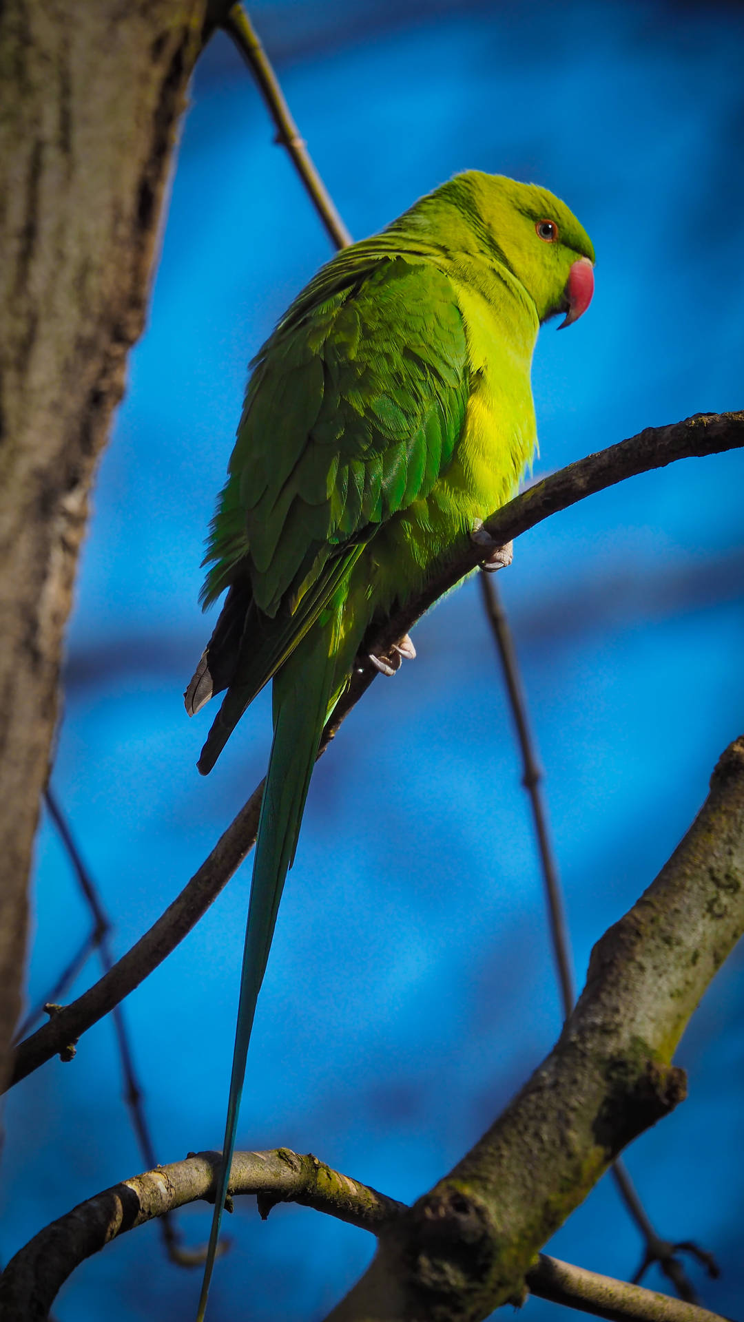Overseer Green Parrot Hd Background