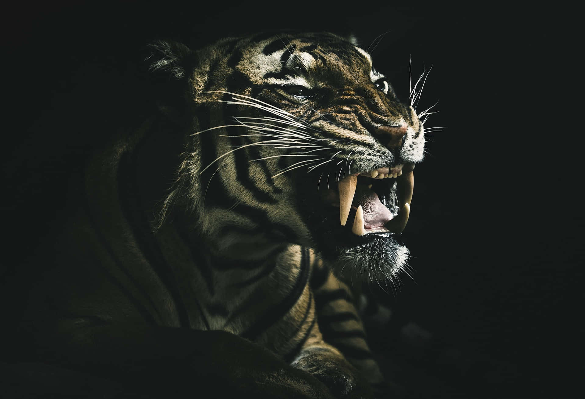 Overt Bengal Tiger Background