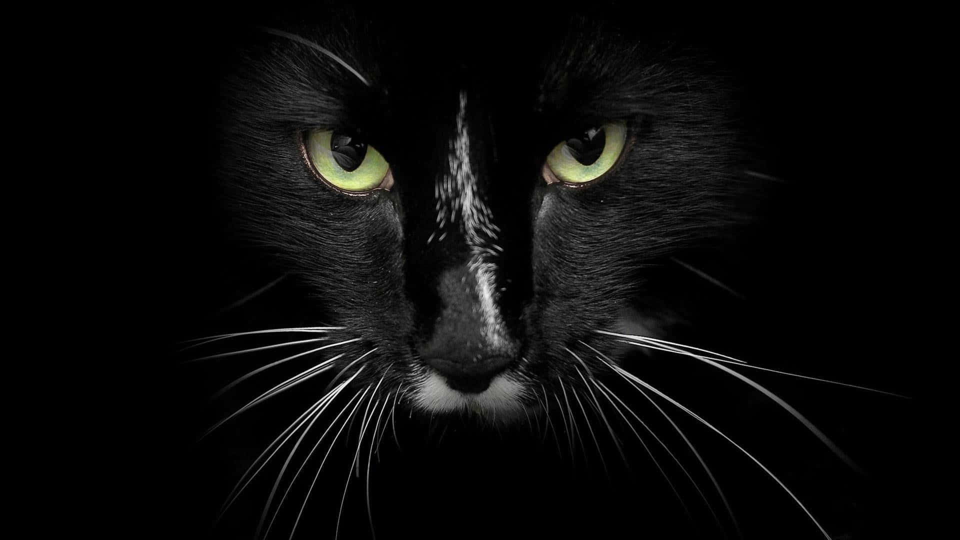 Overt Black Cat Background