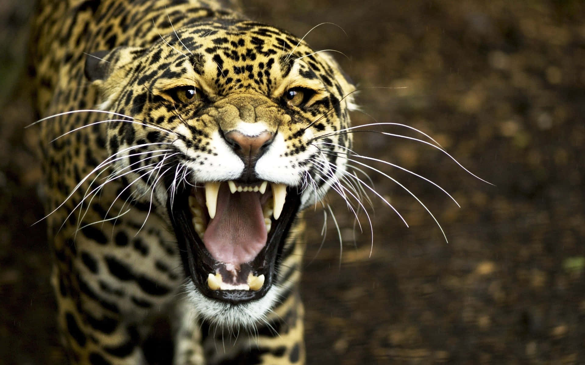 Overt Jaguar Background