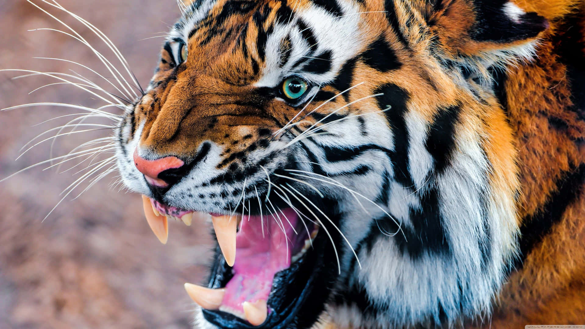 Overt Jungle Tiger Background