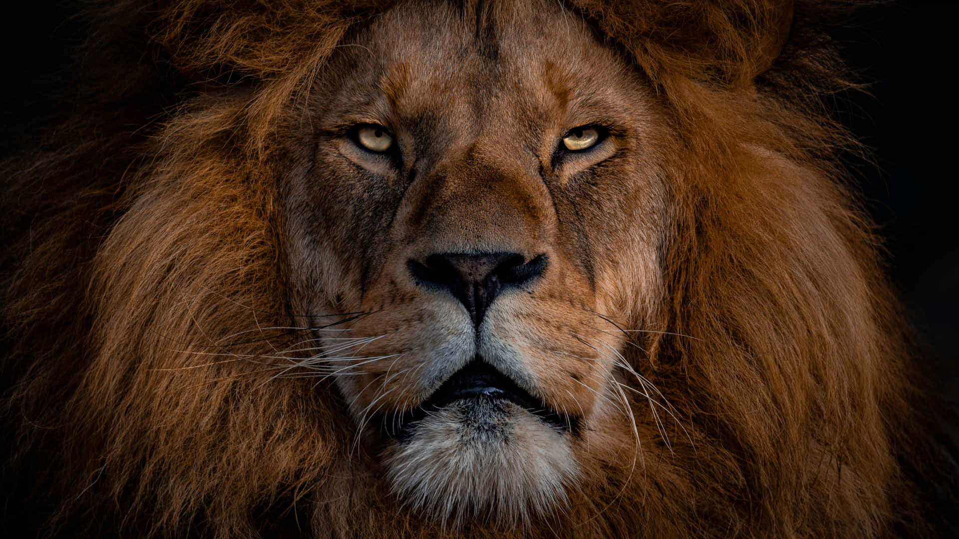 Overt Lion With Alertness Background