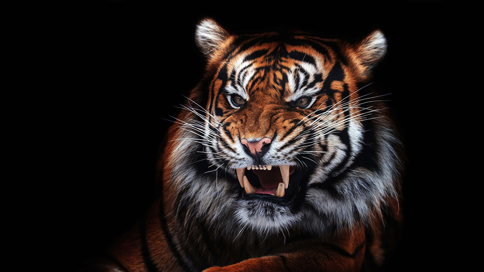Overt Orange Tiger Background