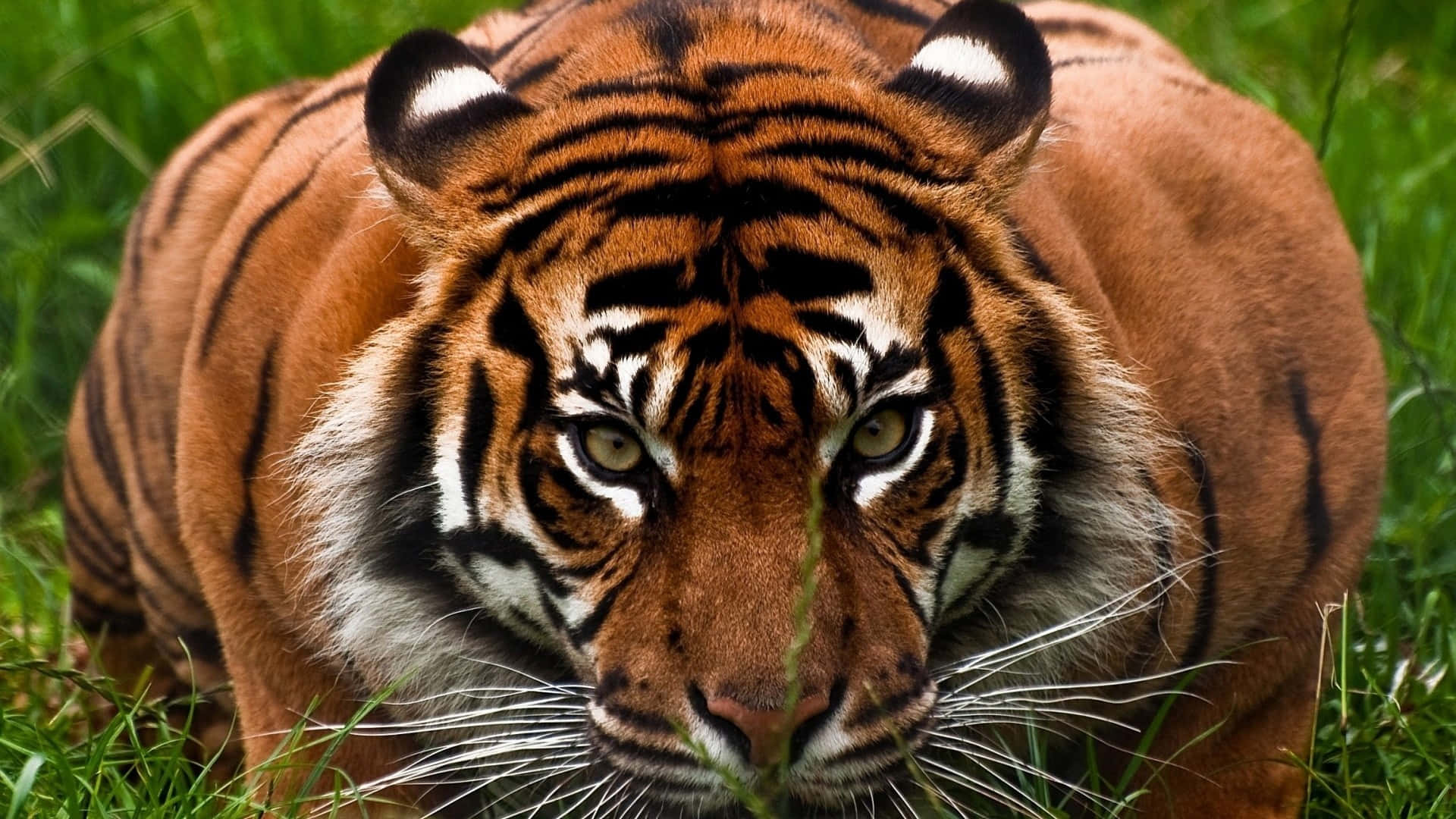 Overt Tiger Prepared Background