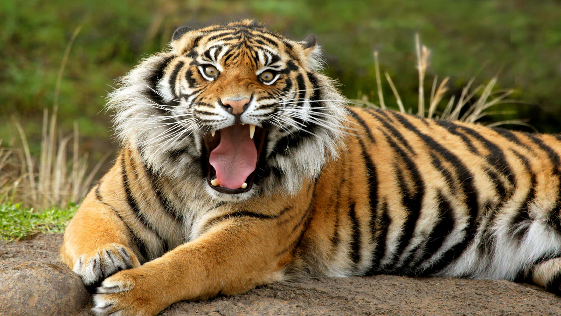 Overt Tiger Sitting Background