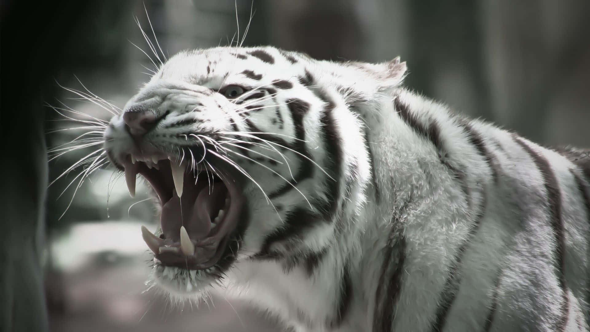 Overt White Tiger Background