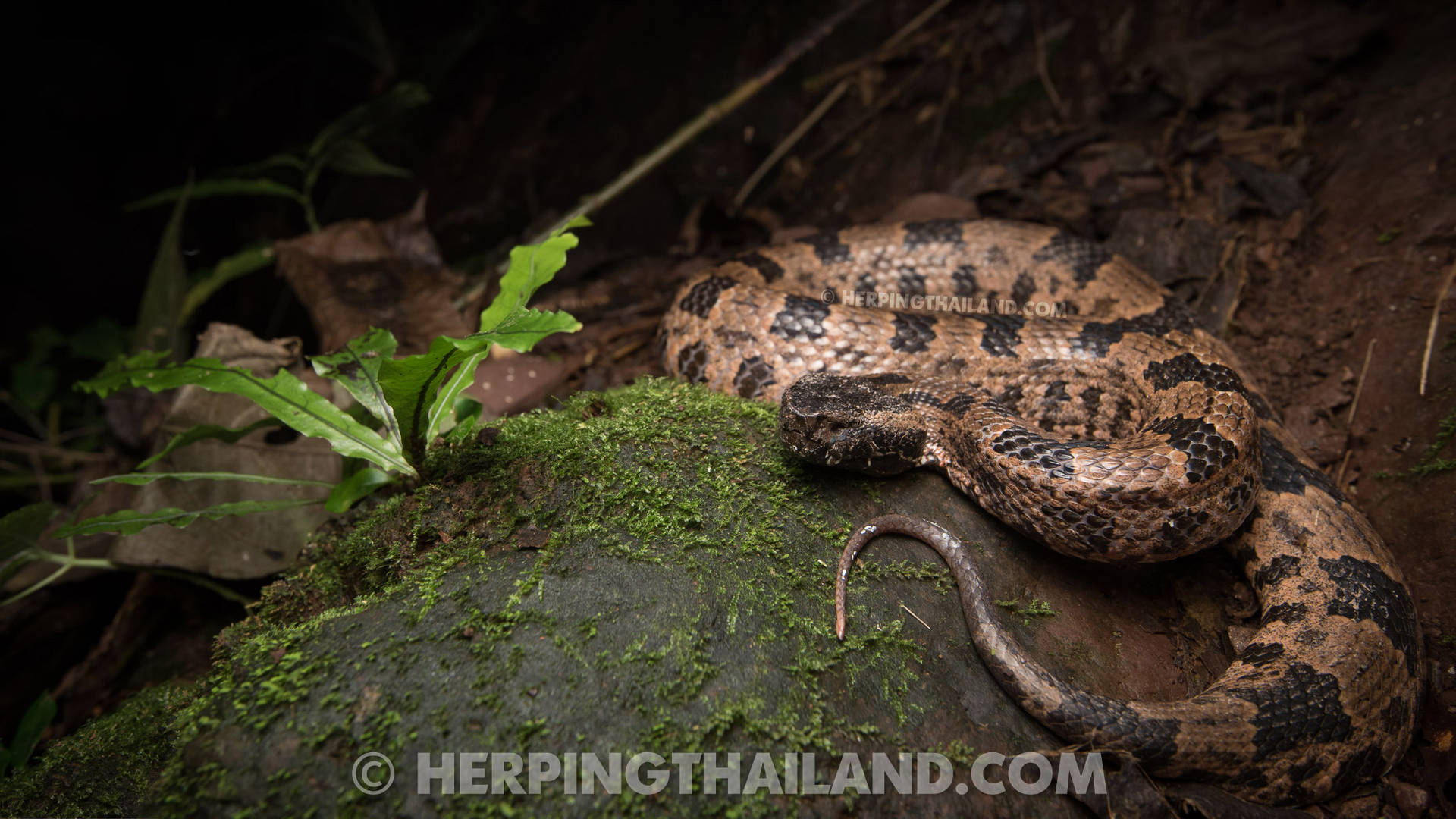 Ovophis Monticola Himalayan Mountain Viper