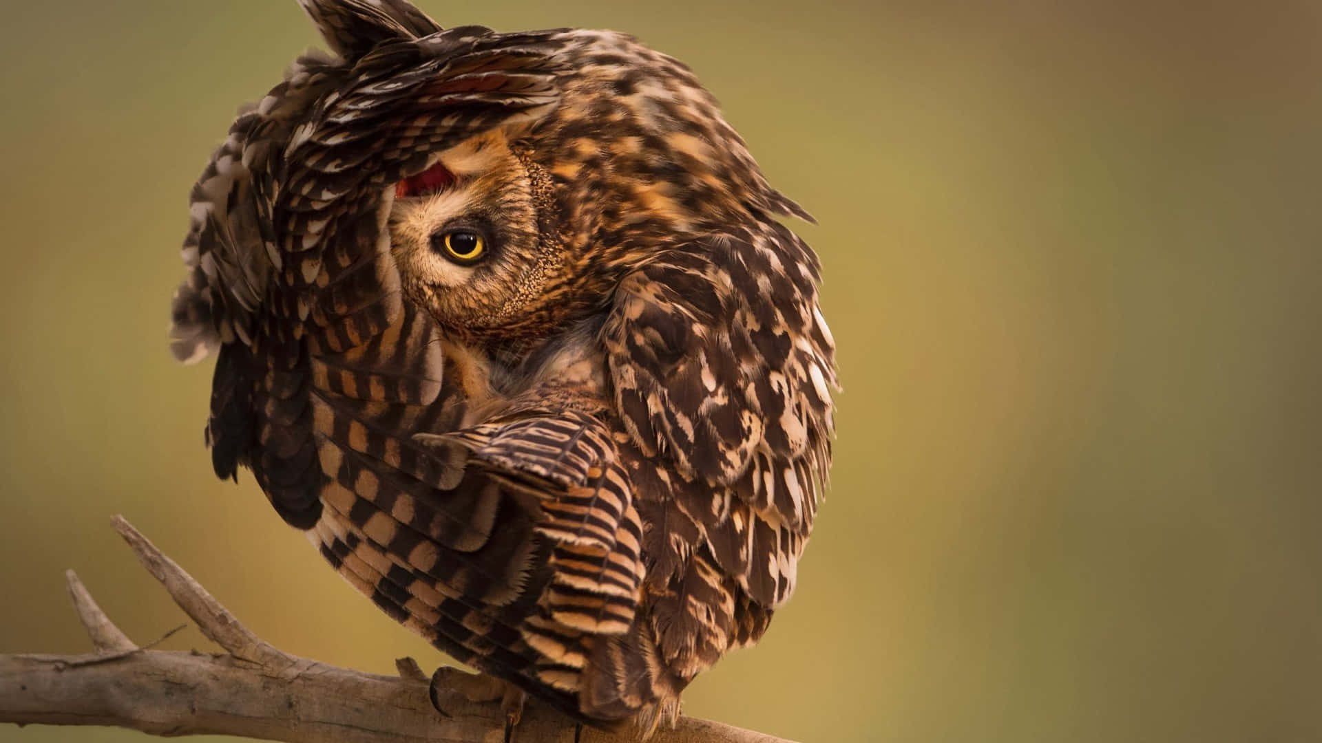 Owl As National Geographic Desktop Background