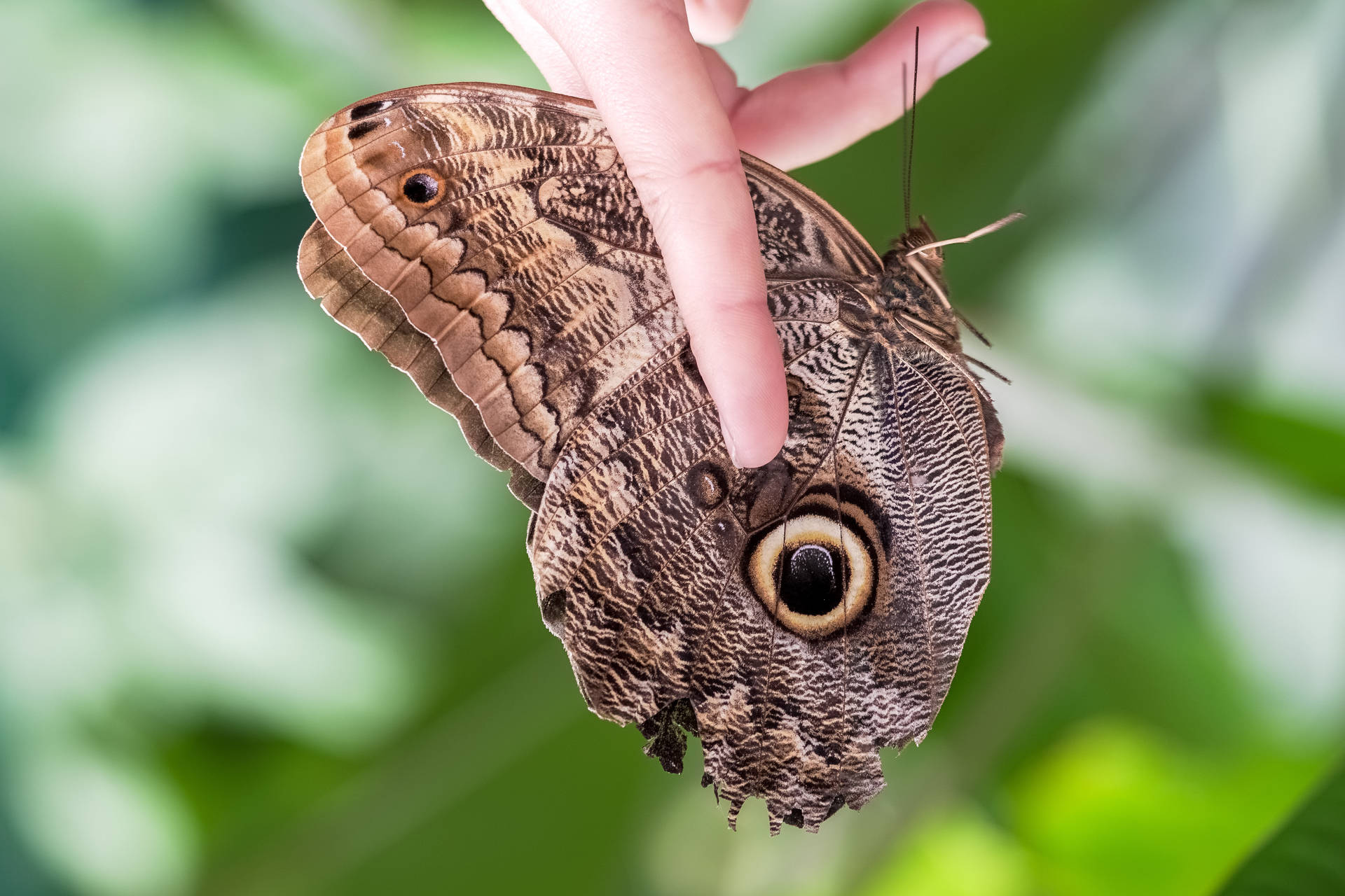 Owl Brown Beautiful Butterfly