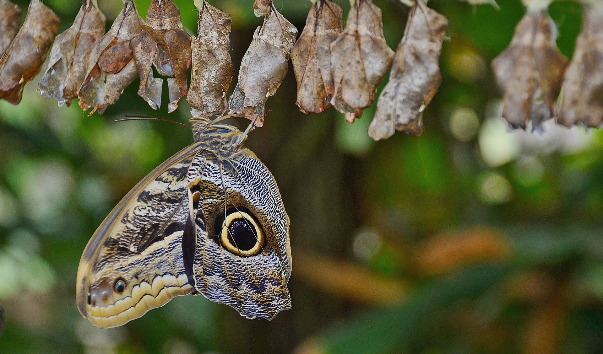 Owl Butterfly Cocoon