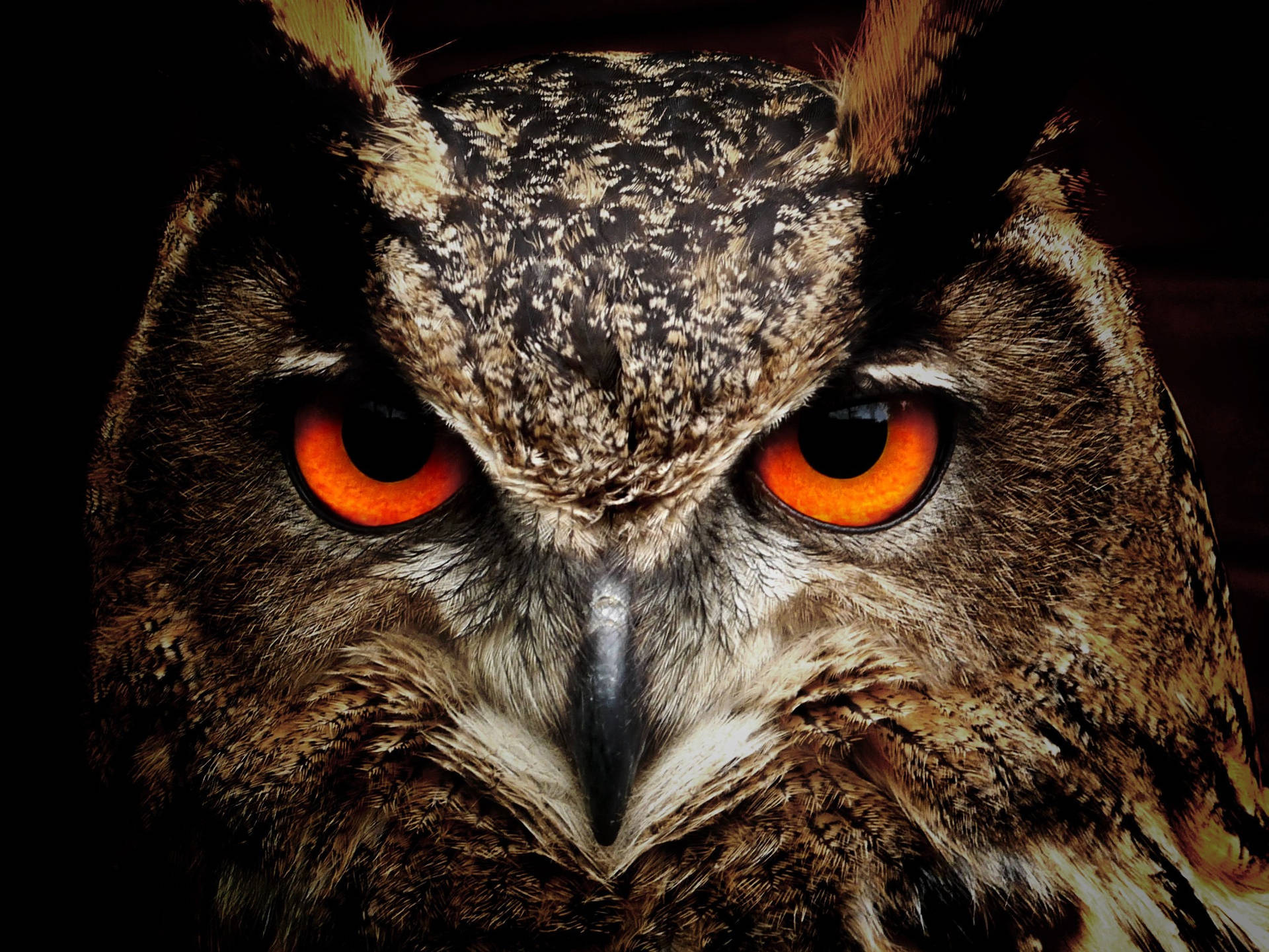 Owl Close-up Wild Animal Background