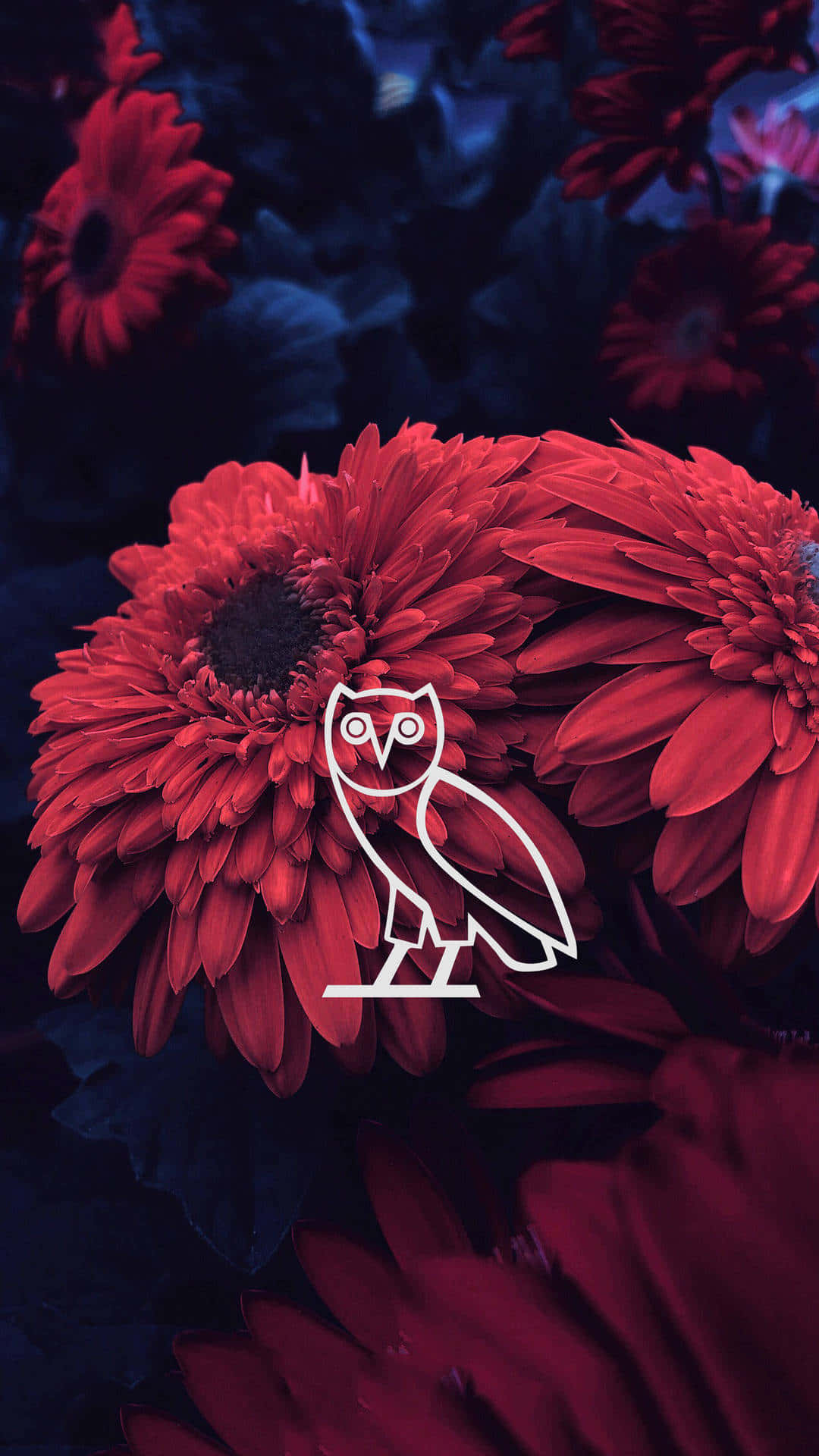 Owl In Red Flowers With A Black Background