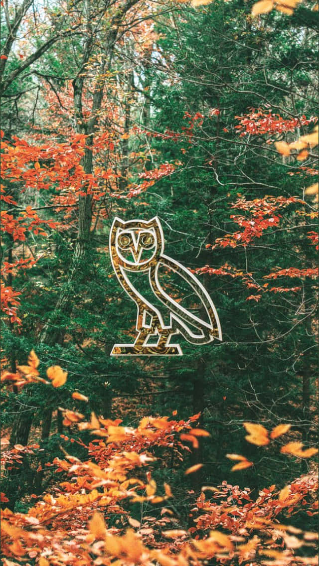 Owl In The Woods - Ad Background