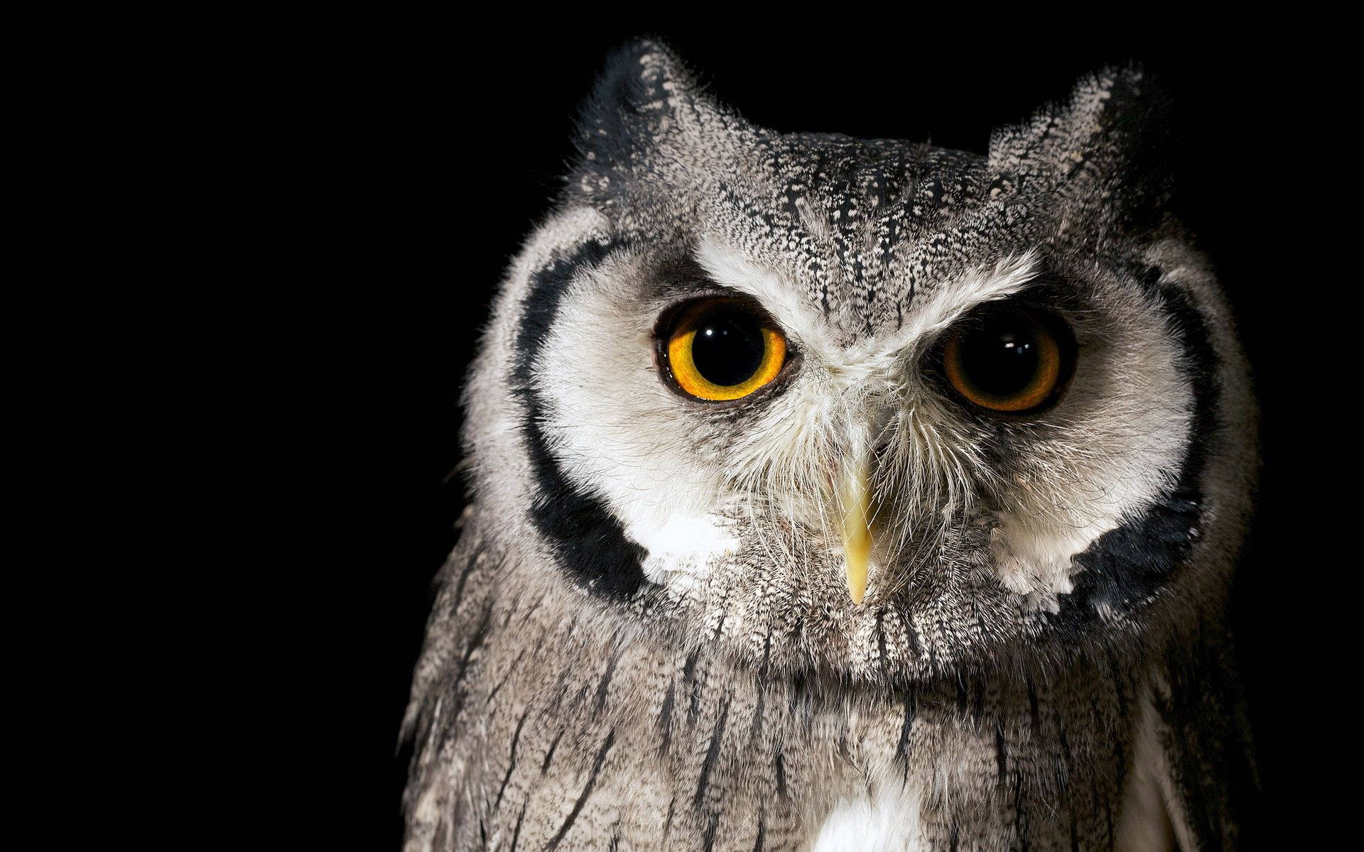 Owl Nocturnal Birds Nature Background