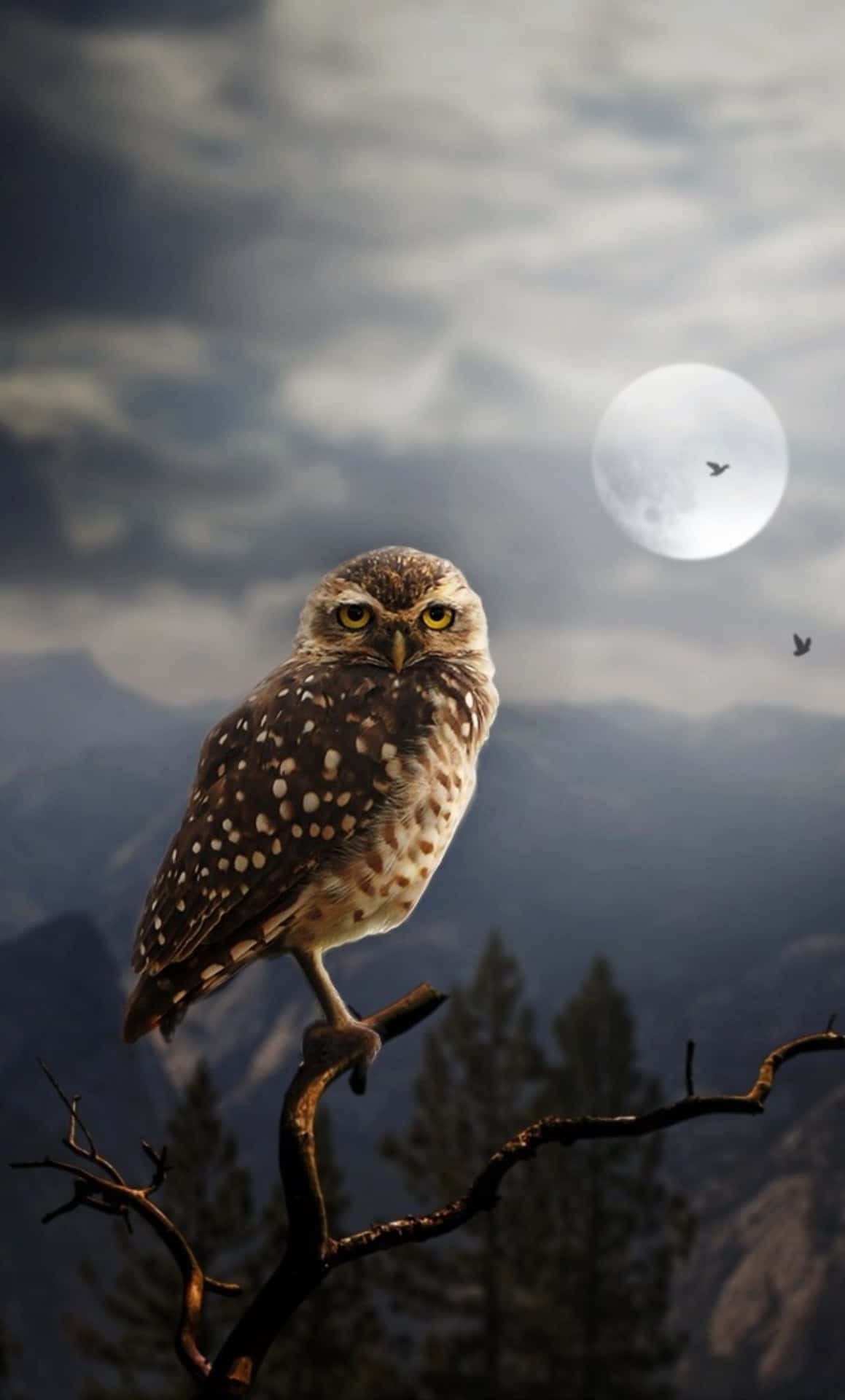 Owl Sitting On A Branch With A Full Moon Behind It Background