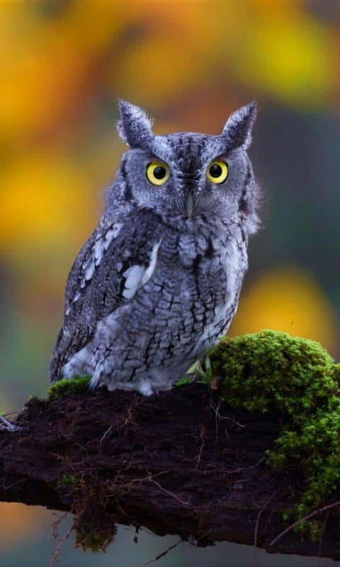 Owls Wallpapers - Owl Wallpapers