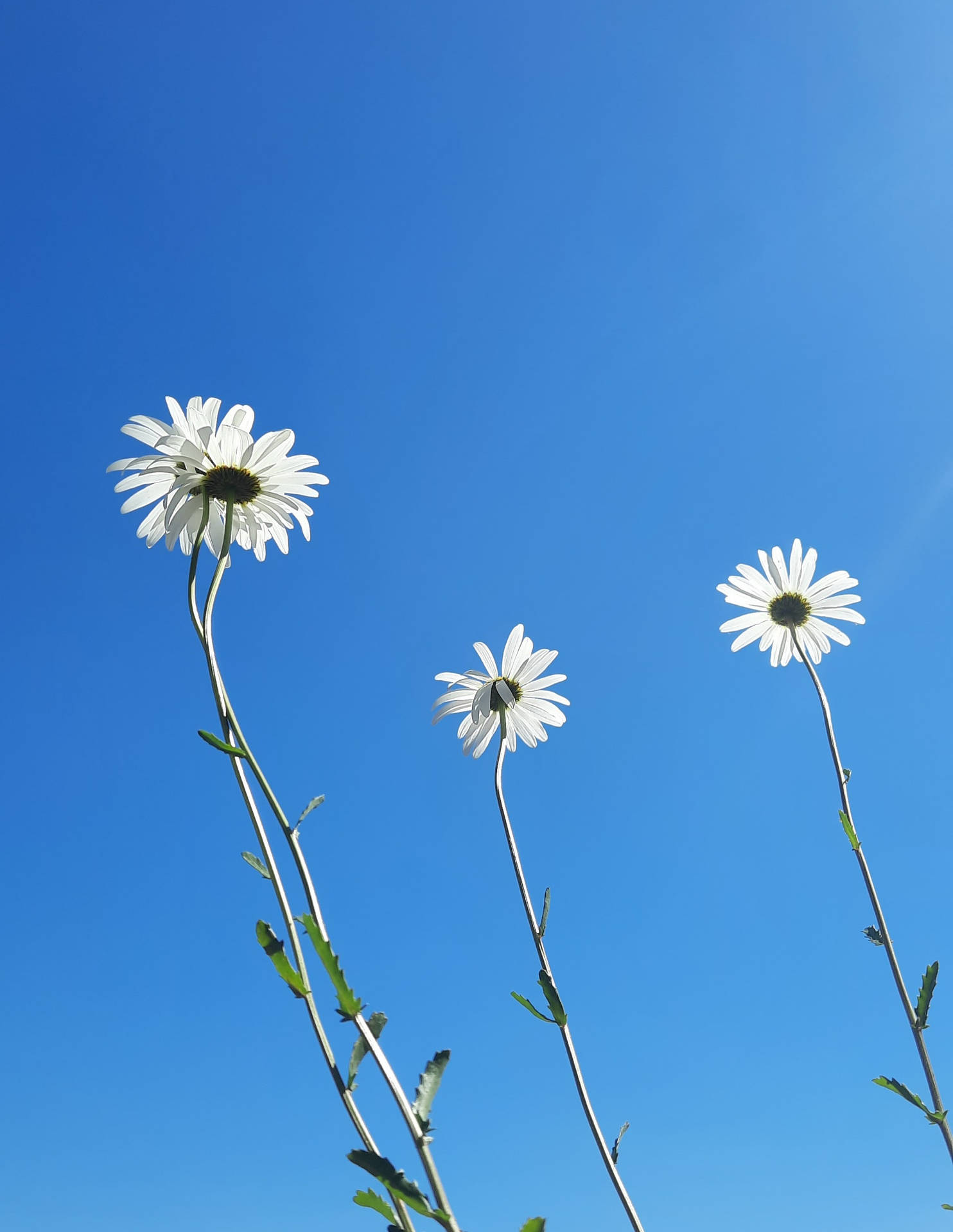 Oxeye Daisy Flower Android Background