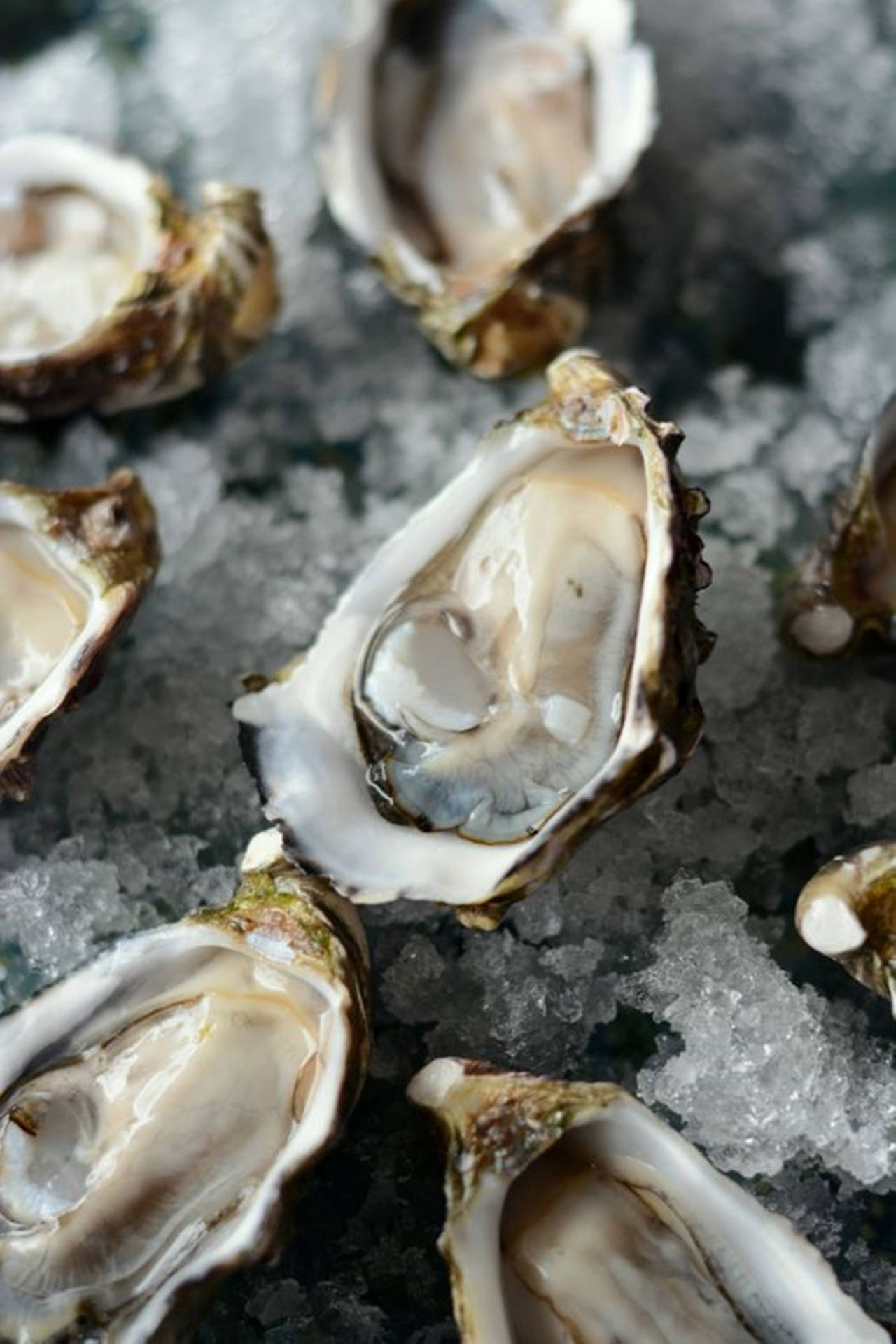 Oysters On Ice Background