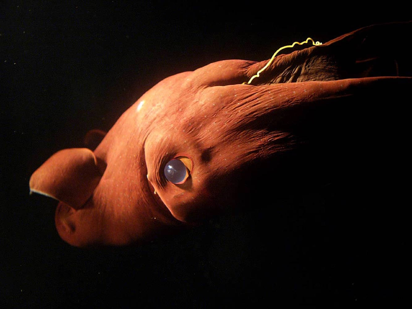 Pacific Bobtail Calamari