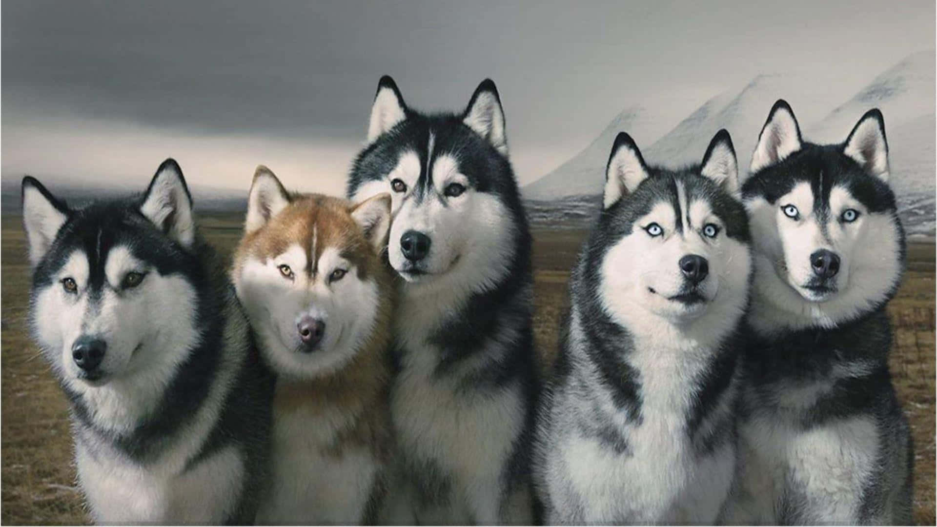 Pack Of Siberian Husky Dogs