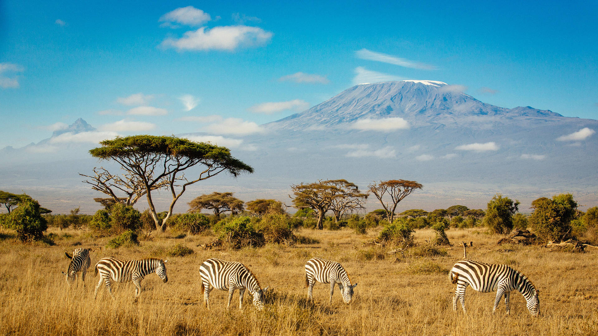 Pack Of Zebras In Grassland Background