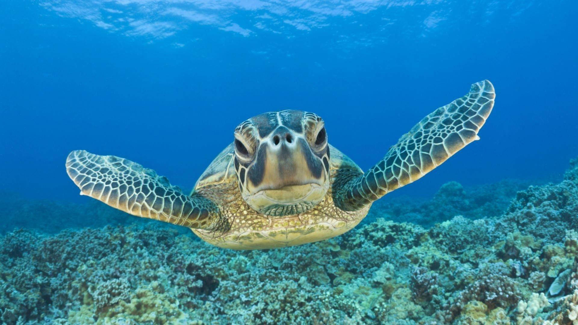 Paddling Sea Turtle In Front Shot