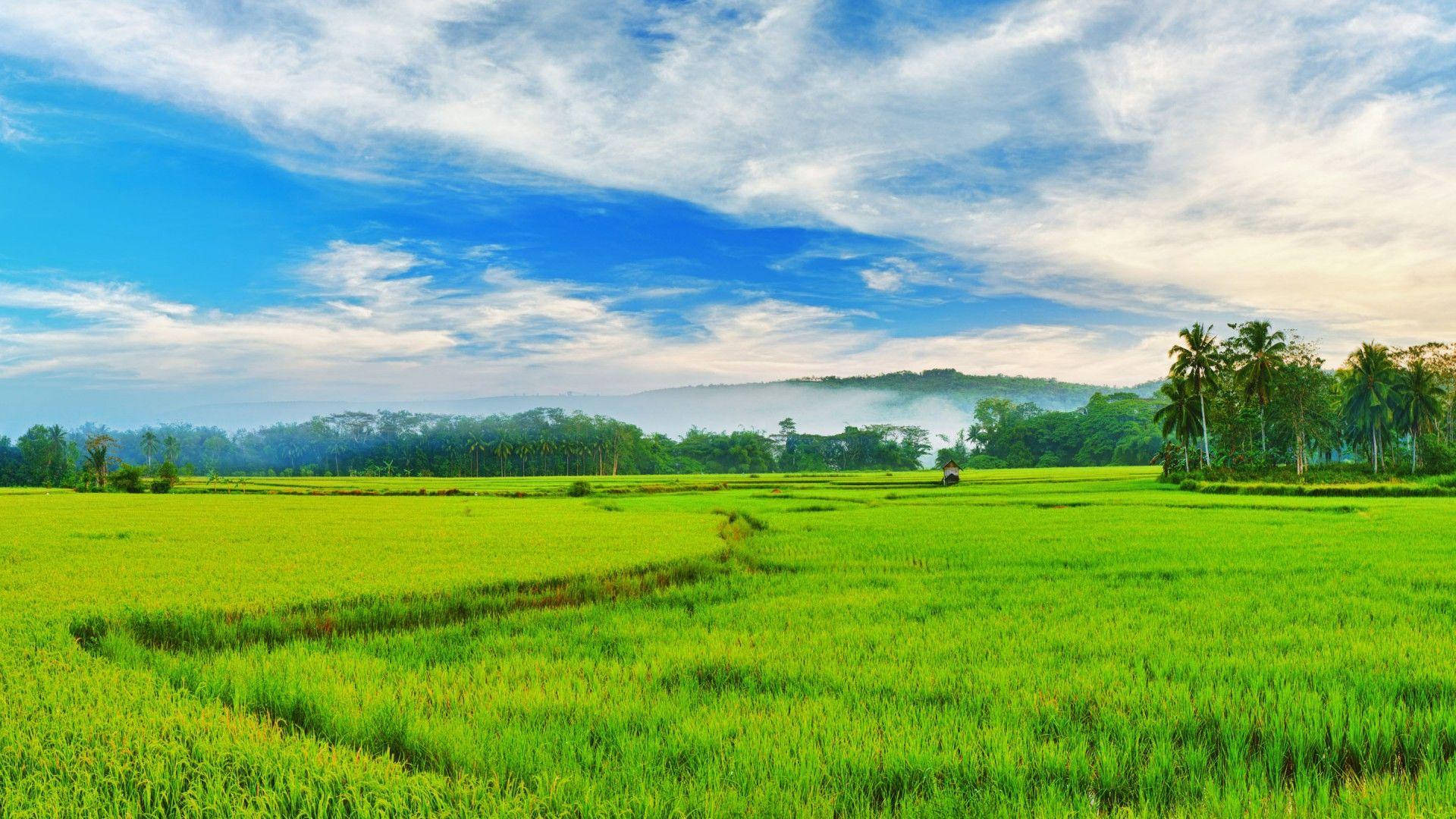 Paddy Field In Siquijor Philippines Background