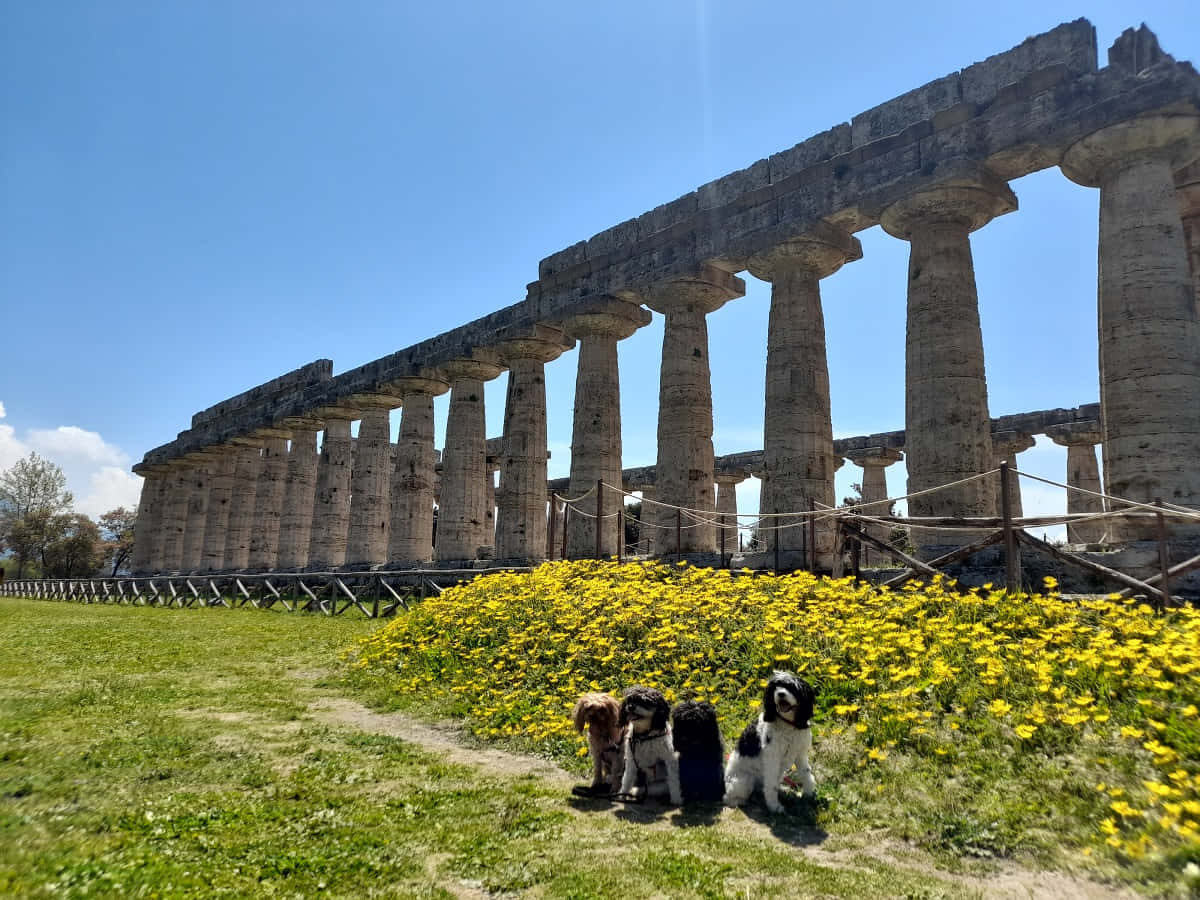 Paestum Dogs Background