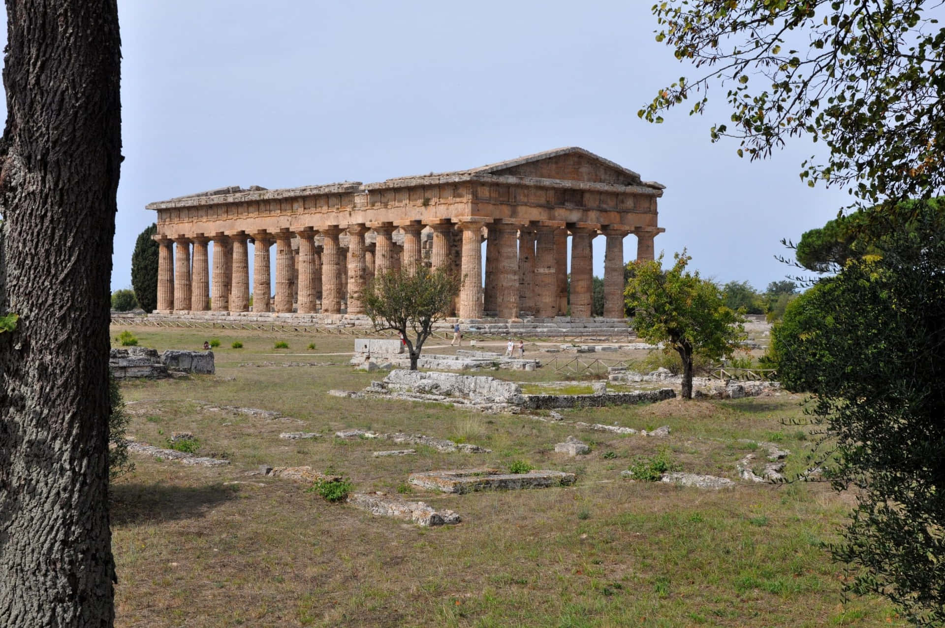 Paestum Drying Grass