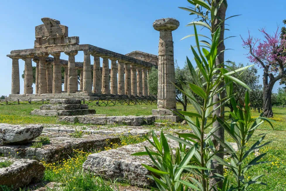 Paestum Unique Plant Background