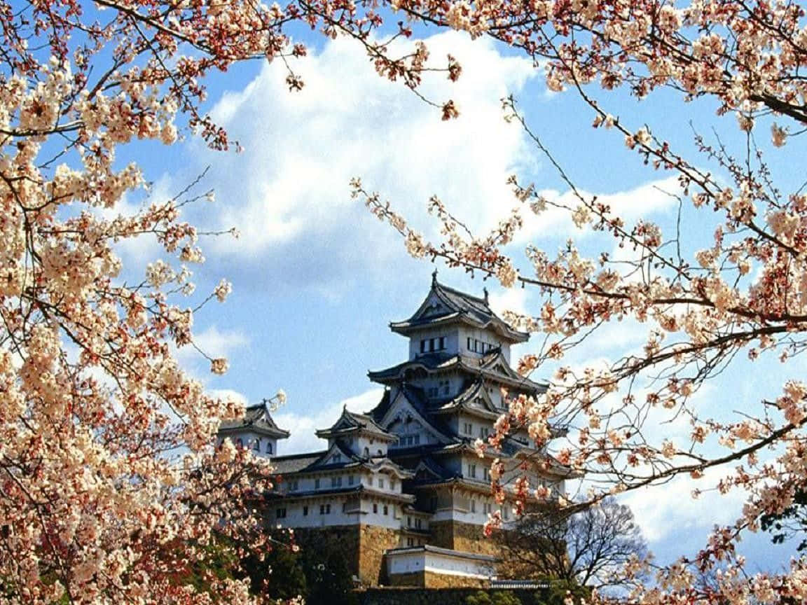 Pagoda Spring Dual Screen Background