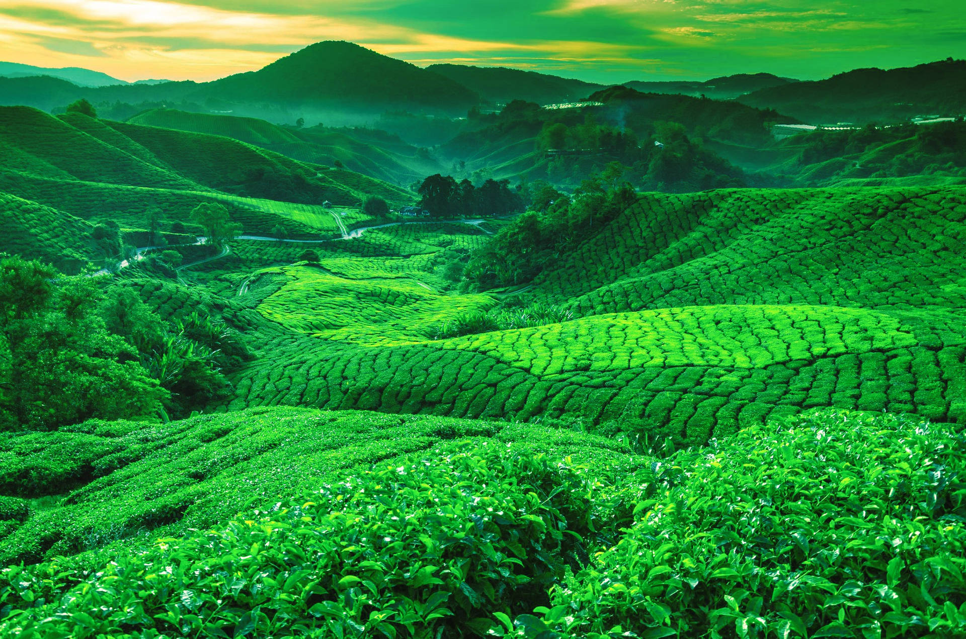 Pahang Tea Garden Background