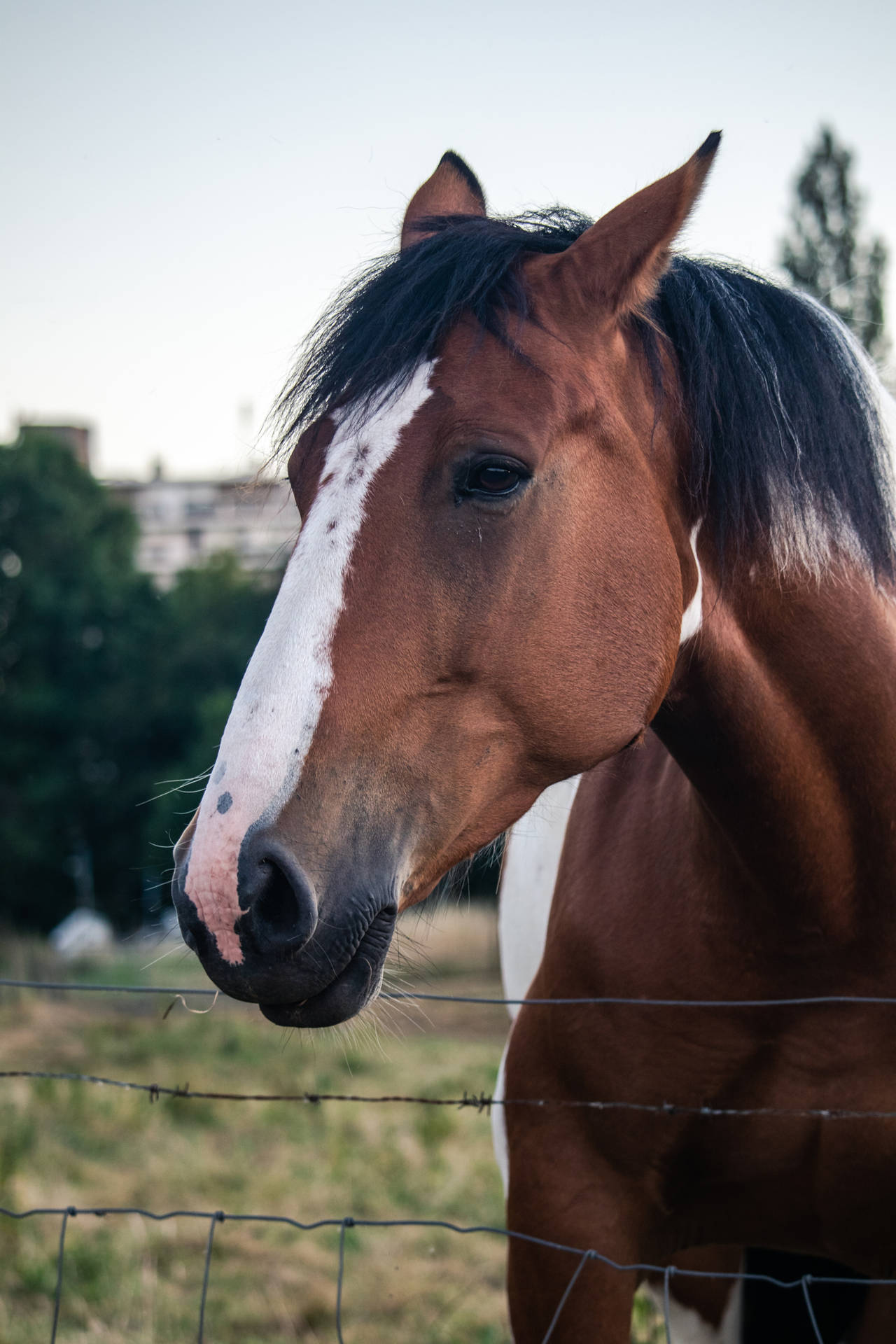 Paint Horse Face Background