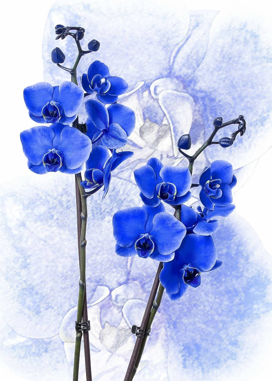 Painted Blue Flower Iphone Background