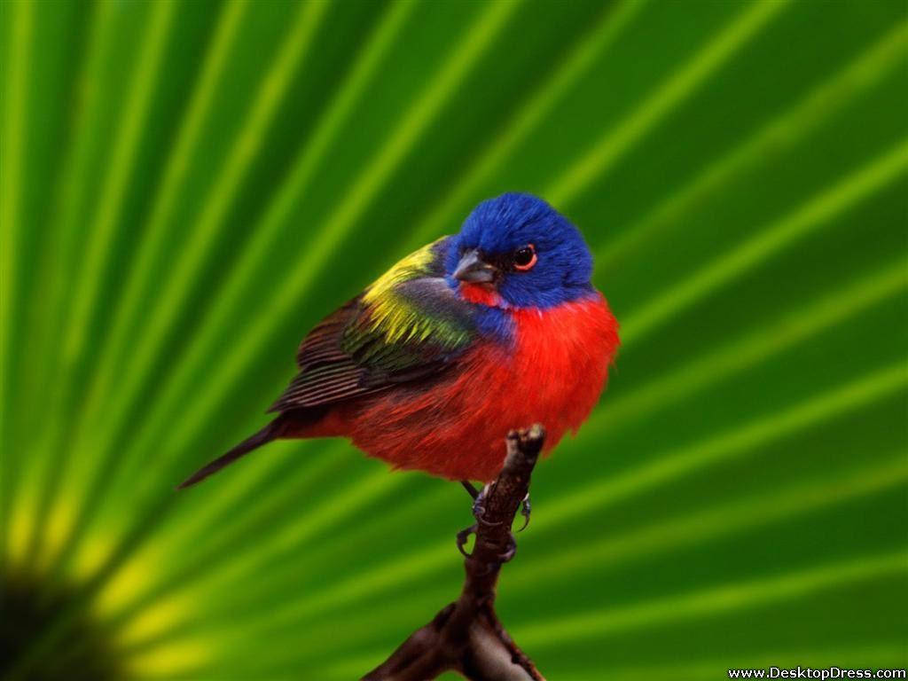 Painted Bunting Everglades National Park Background