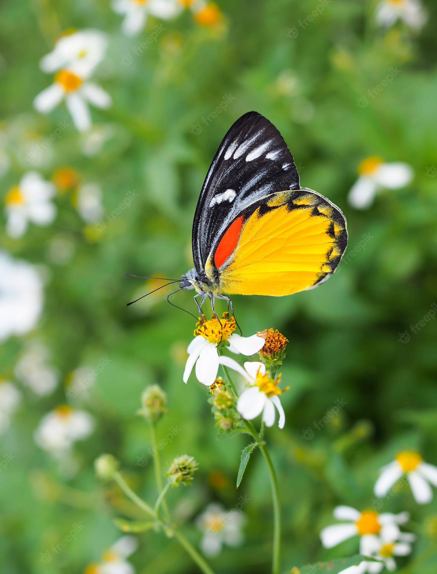 Painted Jezebel Butterfly On Flower