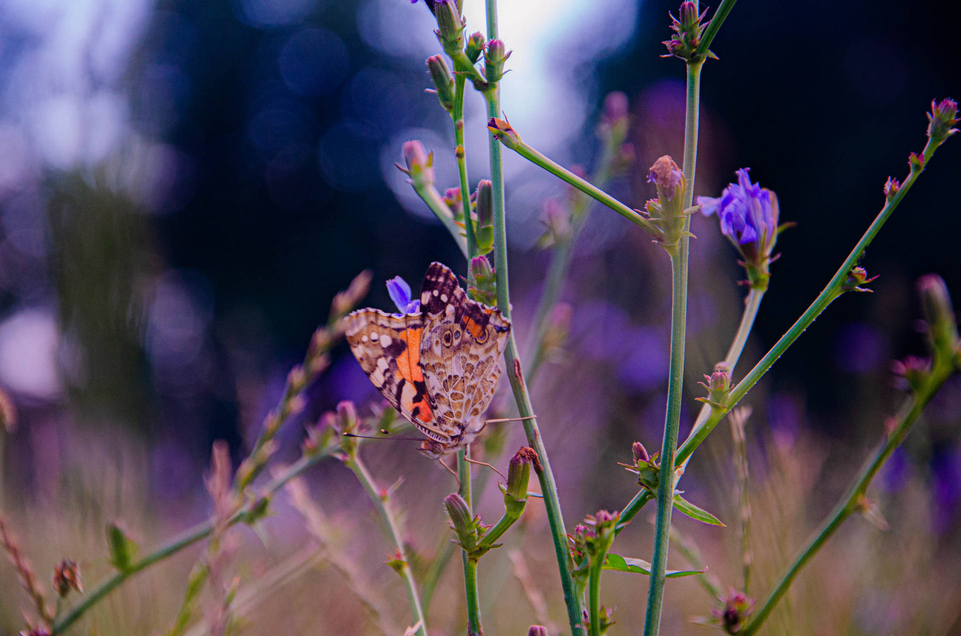 Painted Lady Aesthetic Butterfly Background