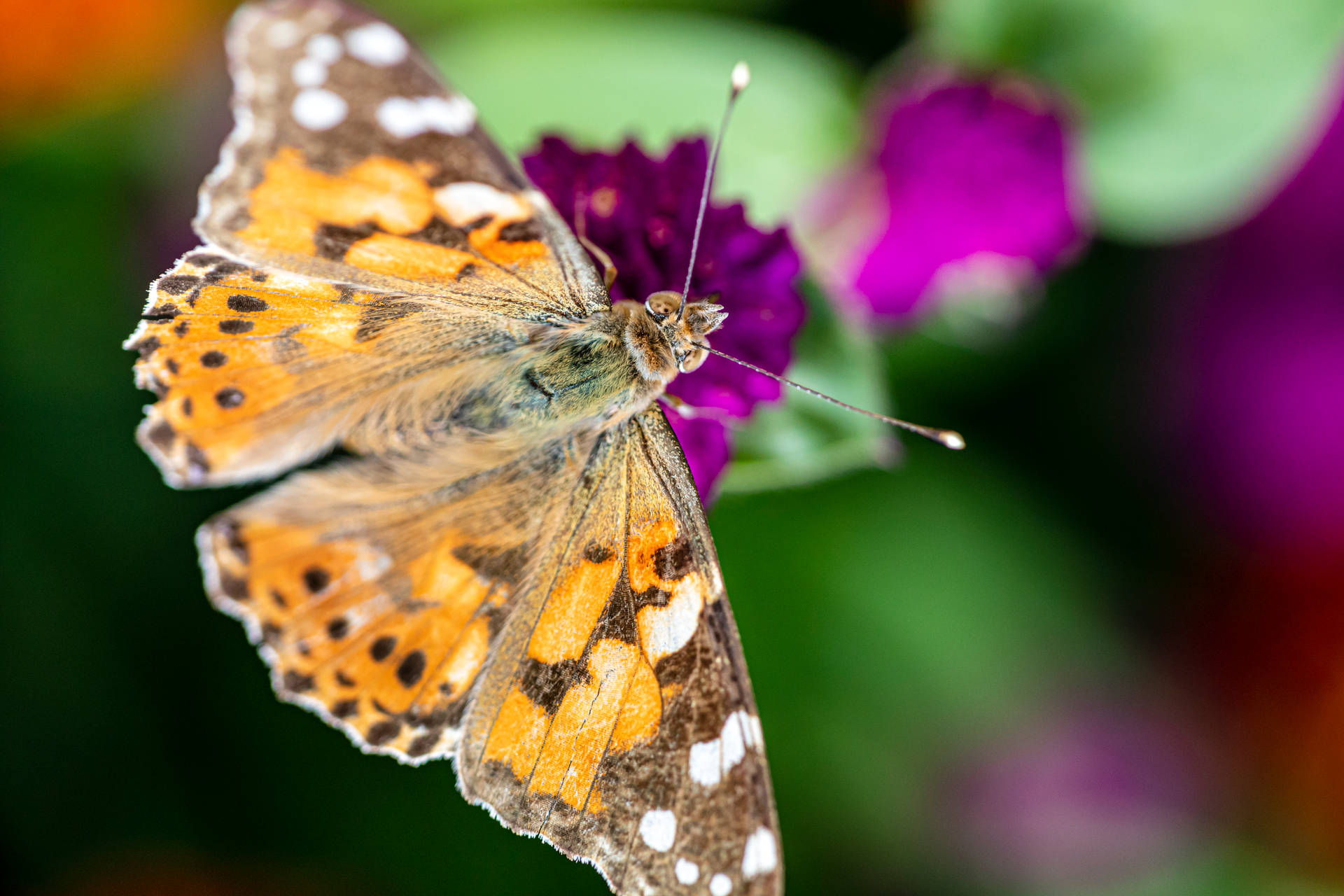 Painted Lady Butterfly Above Purple Flower