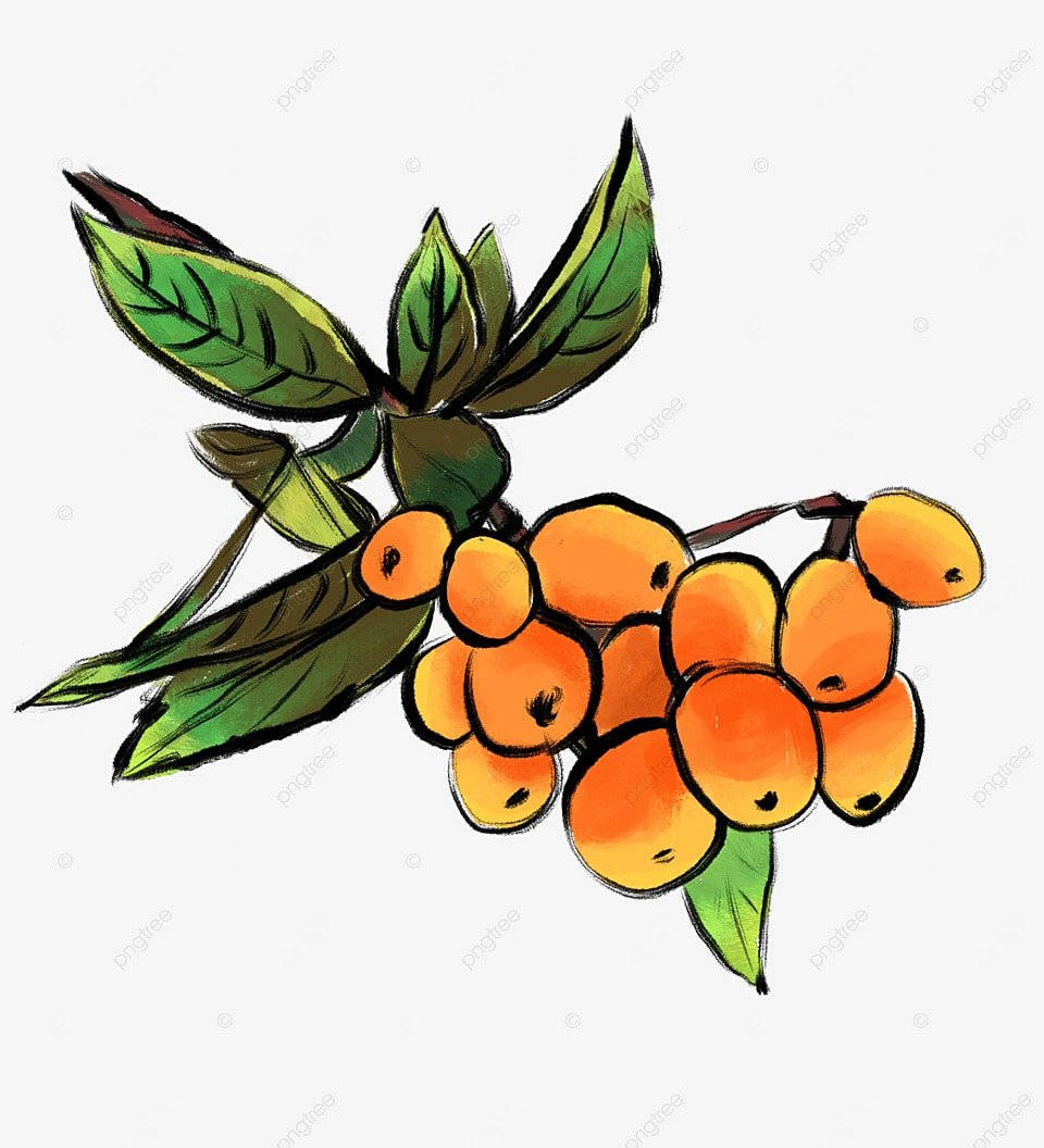 Painted Loquat Fruits Background