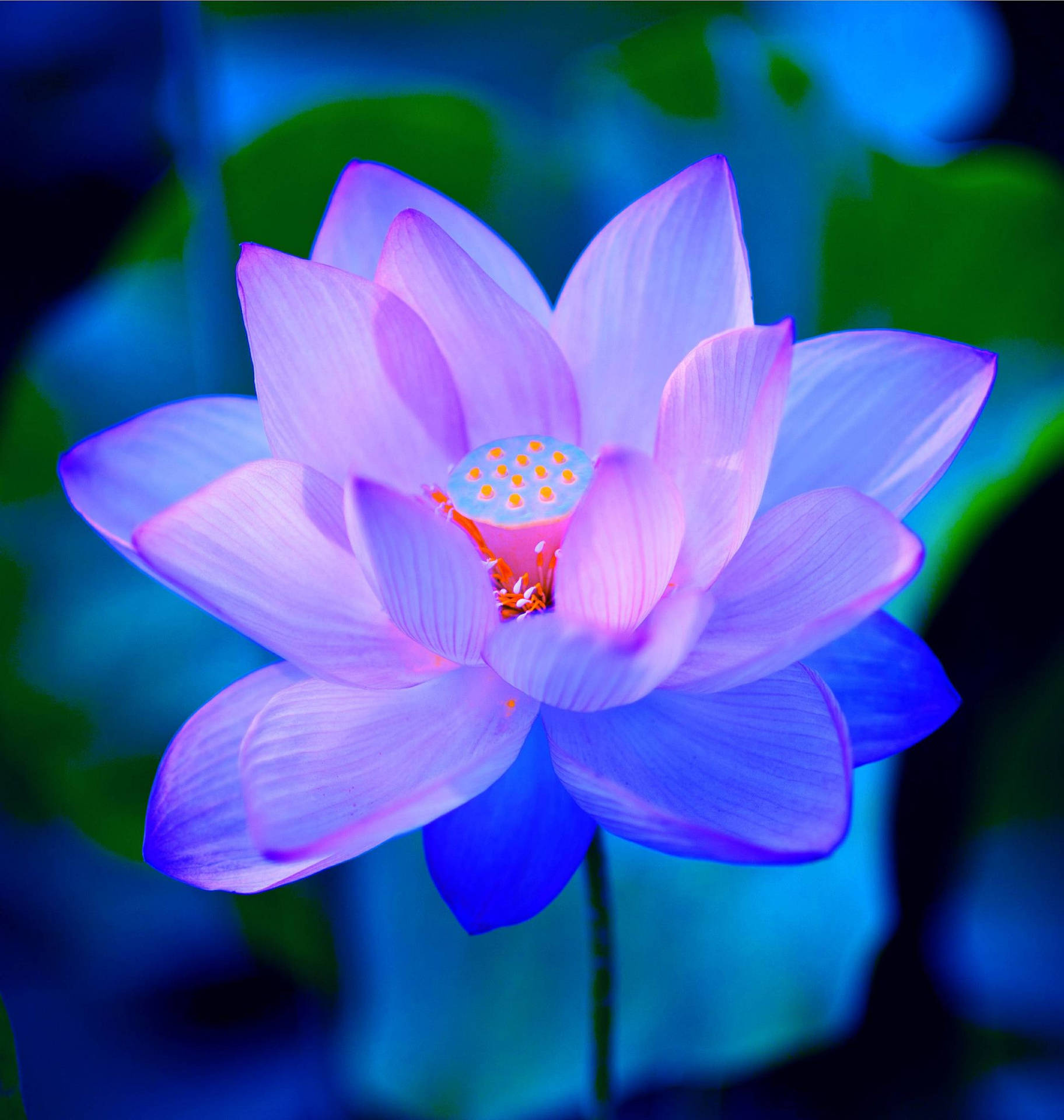 Painted Lotus Flower Background