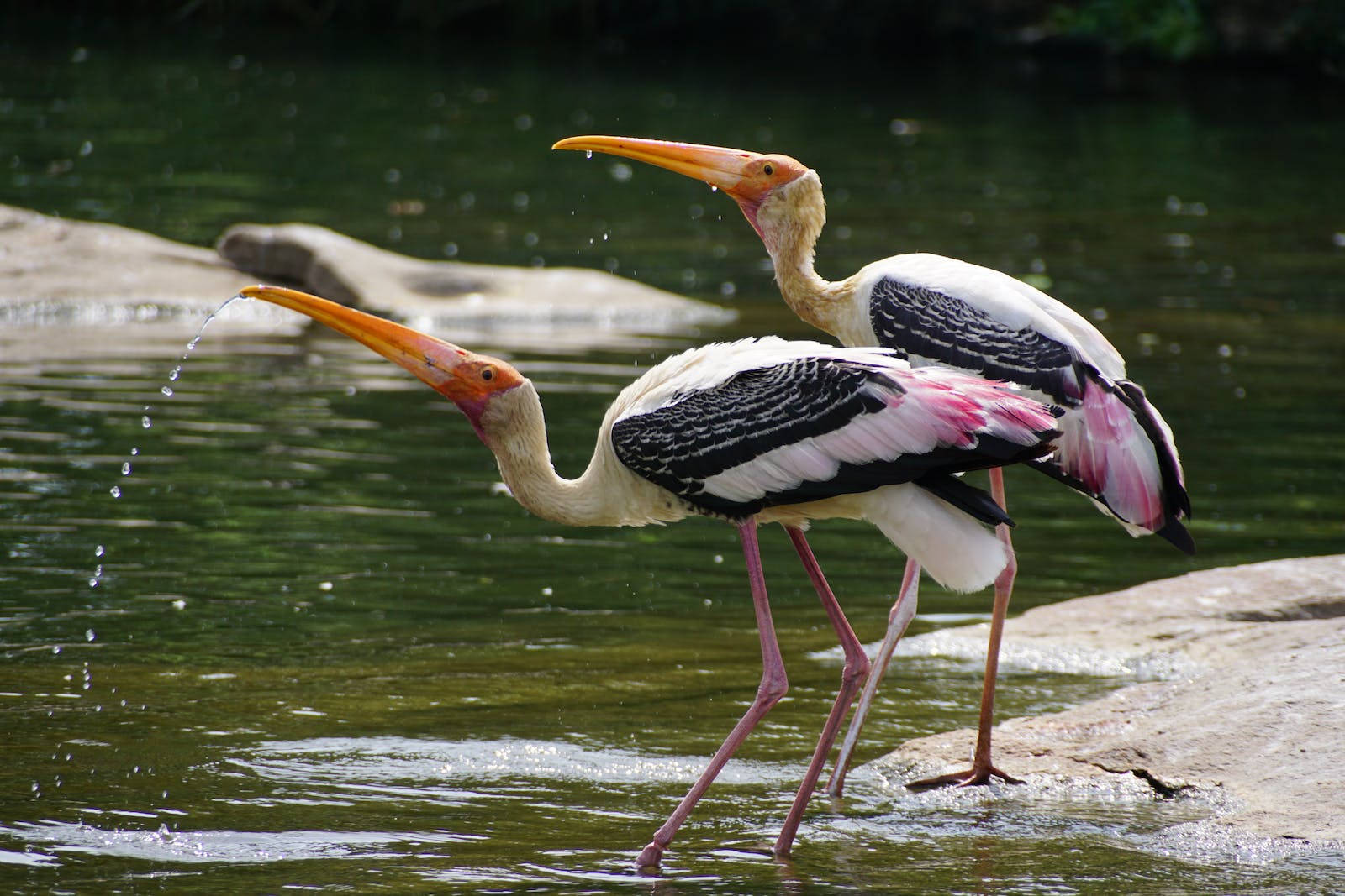 Painted Stork Beautiful Birds