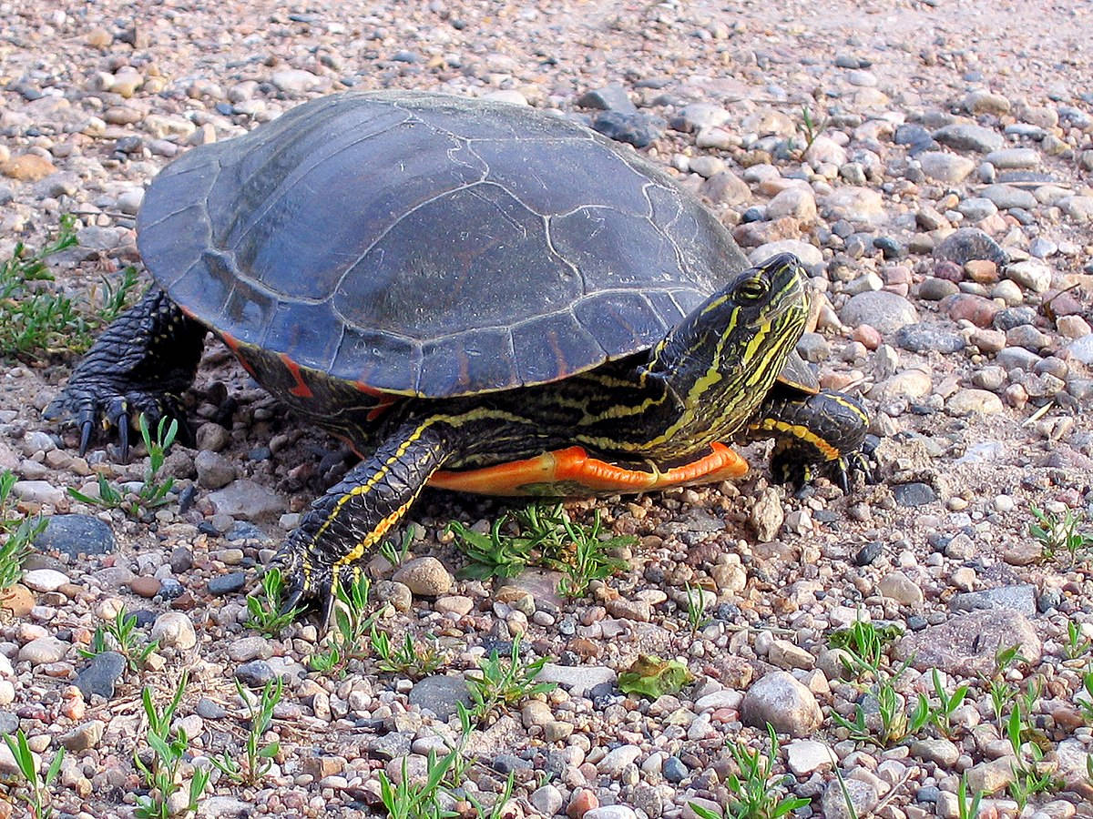 Painted Water Turtle Looking Up Photography Background